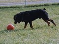 Aberdeen Acres Pet Care Center image 10