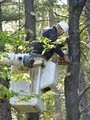 Above & Beyond Tree Trimming & Landscape Services image 4