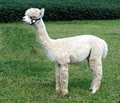 Absolutely Amazing Alpacas logo