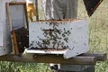 Alaska Bee Products image 2