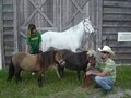 All Equine Care image 1