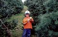Angevine Christmas Tree Farm image 2