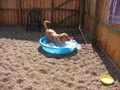 Ani-Pals Pet Resort image 8