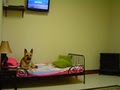 Animal House Pet Hotel and Spa image 2
