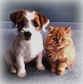 Animal Lovers Dog Walking & Pet Sitting Services image 1