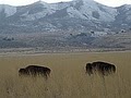 Antelope Island State Park image 5