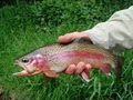 Appalachian Angler Fly Shop and Guide Service image 2
