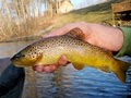 Appalachian Angler Fly Shop and Guide Service image 4