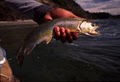Arch Anglers - Fly Fishing Guides image 2