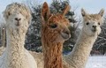 Bag End Suri Alpacas of Maine, LLC image 1