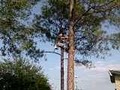 Balanced Tree Service image 3