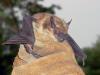 Bats Birds & More image 6