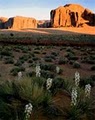 Best Western Canyon De Chelly Inn image 6