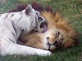Big Cat Rescue Corporation image 2