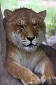 Big Cat Rescue Corporation image 4