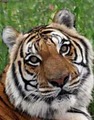 Big Cat Rescue Corporation image 5