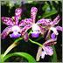 Bird's Botanicals - Where The Orchids Are image 9