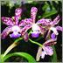 Bird's Botanicals - Where The Orchids Are image 9
