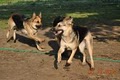 Blue Ridge Lane Farm-Horses, German Shepherds & Pembroke Welsh Corgis image 2