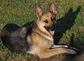 Blue Ridge Lane Farm-Horses, German Shepherds & Pembroke Welsh Corgis image 3