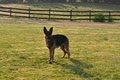 Blue Ridge Lane Farm-Horses, German Shepherds & Pembroke Welsh Corgis image 4