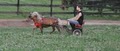 Blue Ridge Lane Farm-Horses, German Shepherds & Pembroke Welsh Corgis image 7