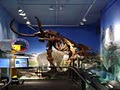Burke Museum of Natural History and Culture image 2