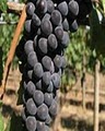 CALAIS Winery image 1
