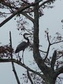 Cache River National Wildlife Refuge image 2