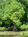 Cache River National Wildlife Refuge image 3