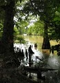 Cache River National Wildlife Refuge image 5