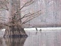 Cache River National Wildlife Refuge image 10