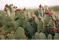 Cactus Juice image 1