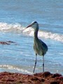 Caladesi Island State Park image 1