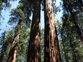 Calaveras Big Trees State Park image 4