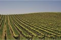 California Wine Tours image 4