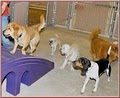 Camp Bow Wow Indianapolis Dog Daycare & Boarding image 5