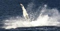 Cap'n Fish's Boat Trips Boothbay Harbor Maine image 6