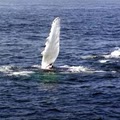 Cap'n Fish's Boat Trips Boothbay Harbor Maine image 7