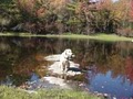 Catskill Pond / Fish and Swim Pond Specialist image 4