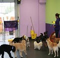 Central Bark Doggy Day Care Philadelphia image 2