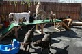 Central Bark Doggy Day Care Philadelphia image 3