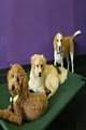 Central Bark Doggy Day Care Philadelphia logo