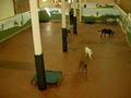 Charm City Dogs Doggie Daycare image 3