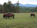 Cherokee Hill Farm image 3
