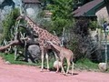 Cheyenne Mountain Zoo image 1