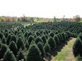 Christmas Farms image 5