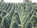 Christmas Farms image 9