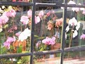 City Gardens Flower Shop image 9