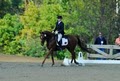 Clover Valley Equestrian image 4
